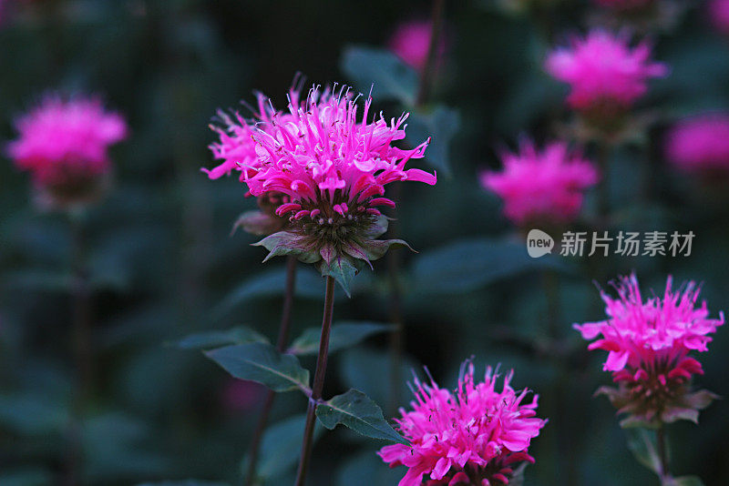 monarda didyma，蜂香花